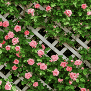 Tranh dán tường chủ đề tường hoa mẫu 4